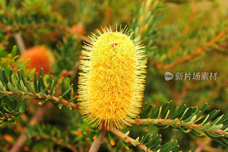 塔斯马尼亚州霍巴特的Banksia Integrifolia花